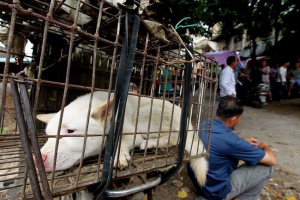 Hollywoodske zvijezde izgovorile su protiv kineskog festivala psećeg mesa